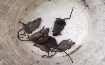 Уничтожение крыс на складе в Сергиевом Посаде